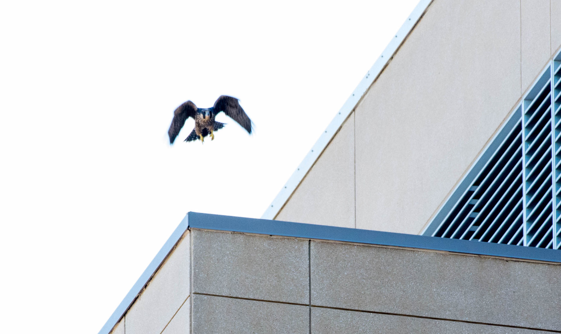 falcon in flight